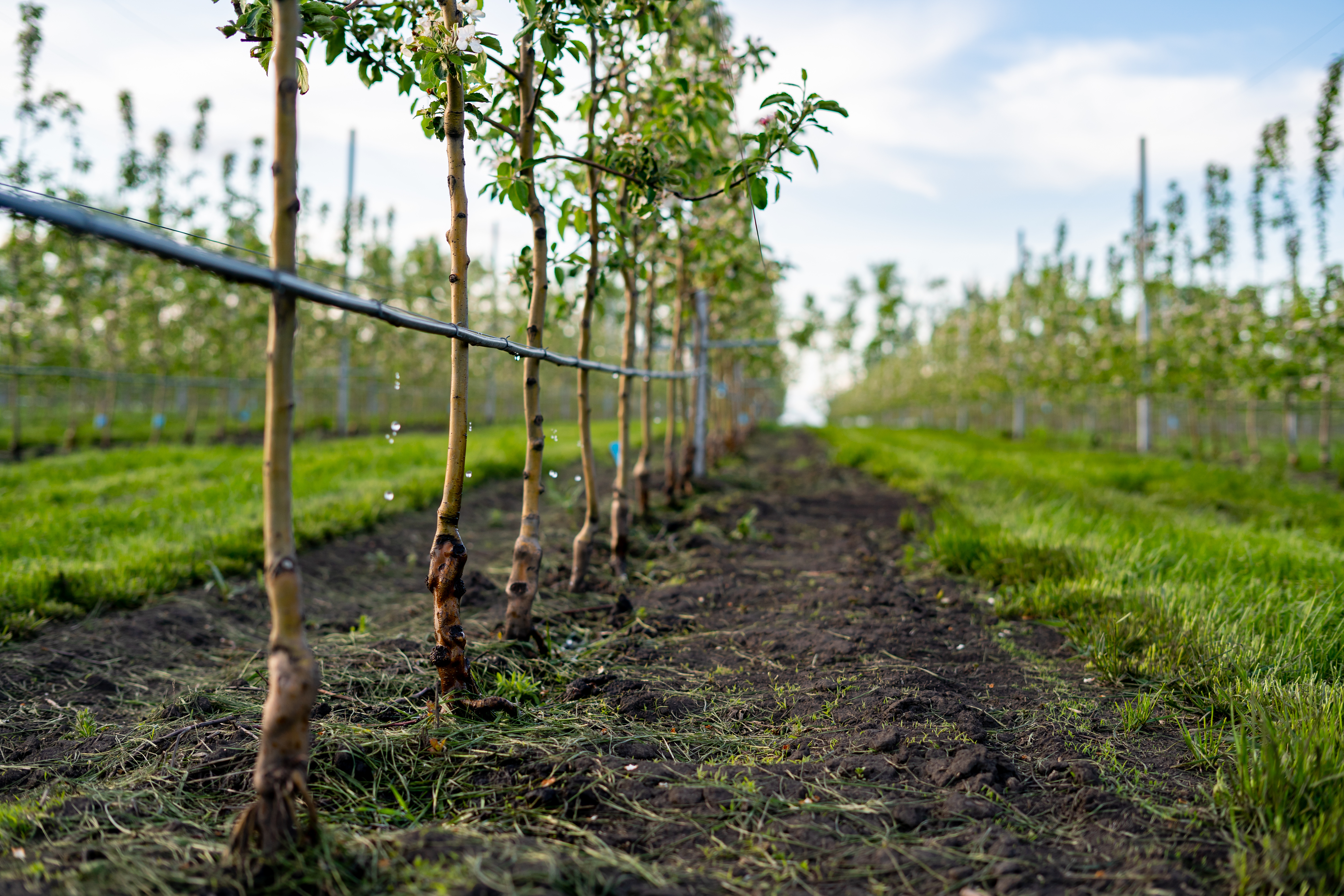 Intelligent irrigation system from GWE