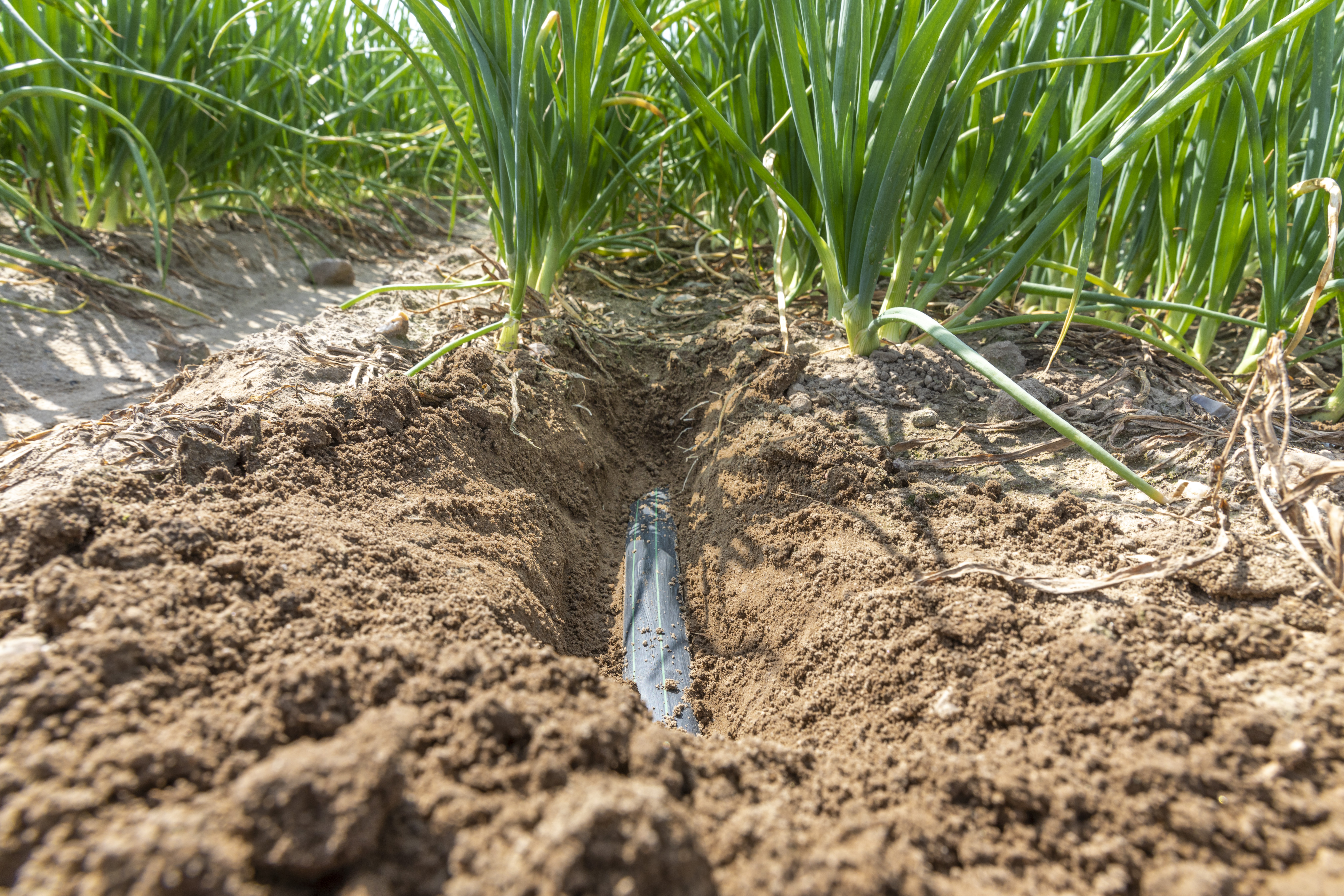 Tropfschläuche landwirtschaftliche Bewässerung