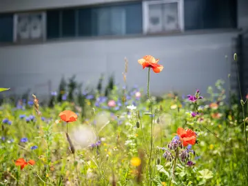 Blumenwiese mit Mohnblumen und anderen Wildblumen vor Bauer Resources Halle 