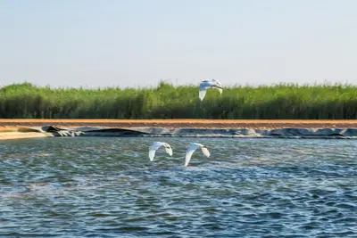 With its constructed wetland in Oman, Bauer Resources has created a habitat for more than 140 animal species