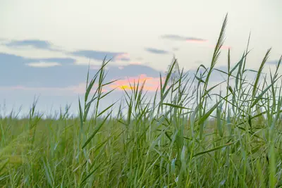 More than 2 million reed plants clean polluted water from oil production at the Nimr oil field